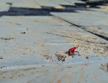 High angle view of insect on land