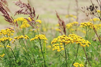 Close-up of yellow flowering plant on field