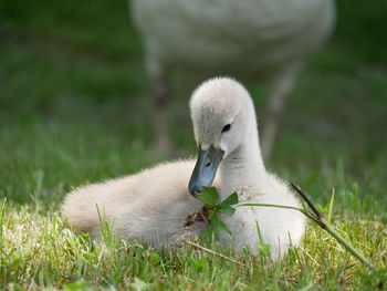 Close-up of swan on field