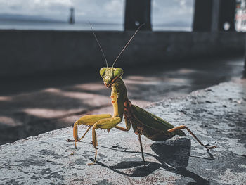 Close-up of insect