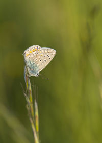 Close-up of butterfly on plant