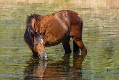 Horse standing in lake