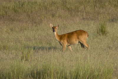 Side view of deer standing on field