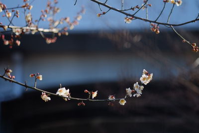 Close-up of flower buds on tree