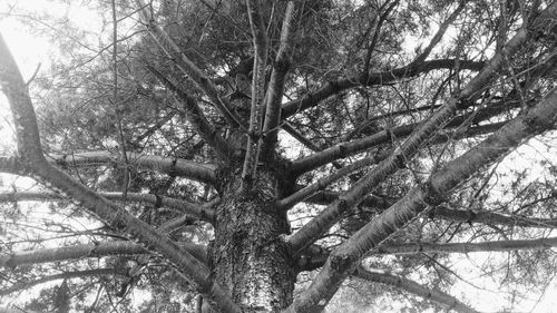 Low angle view of trees in forest against sky