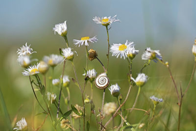 Close-up of insect on flowering plant