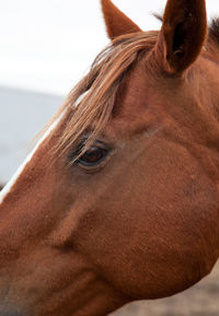 Close-up of a horse