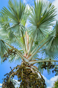 Low angle view of palm tree against sky