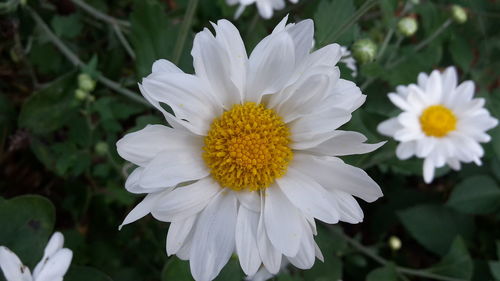 Close-up of flowers blooming outdoors