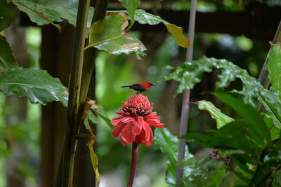 Close-up of butterfly perching on red flower