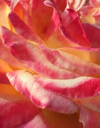 Close-up of pink rose