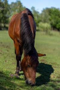 Close-up of a horse on field