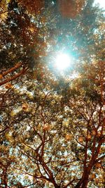 Low angle view of trees against sky