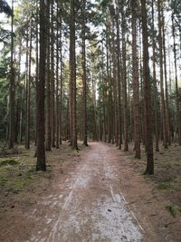 Pine trees in forest