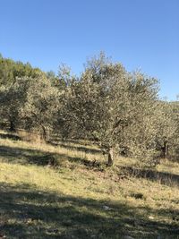 Trees on field against clear sky