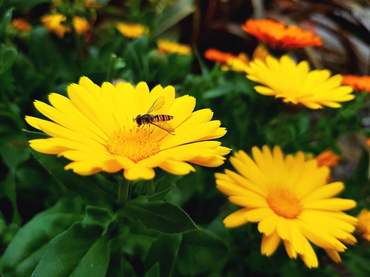 flower, flowering plant, plant, beauty in nature, freshness, animal wildlife, animal themes, yellow, animal, insect, wildlife, flower head, petal, fragility, nature, one animal, growth, close-up, calendula, no people, inflorescence, bee, herb, pollination, outdoors, focus on foreground, summer, wildflower, macro photography, meadow, day, botany, springtime, environment, animal wing, vibrant color, pollen, plant part, green
