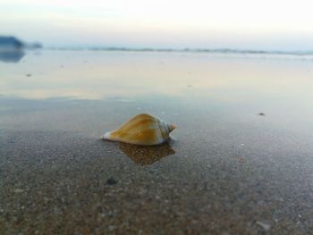 Close-up of shell on beach