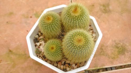 High angle view of succulent plant on field