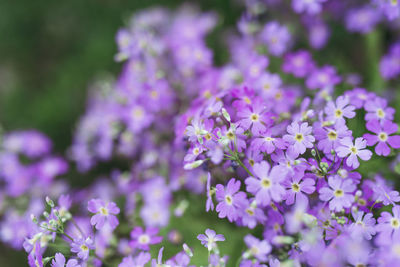 Close-up of purple flowering plant on field