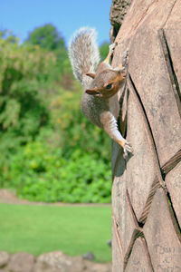 Close-up of squirrel