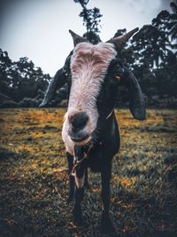 Close-up of a goat standing on field