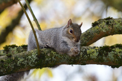 Portrait of a grey squirrel sitting in a tree