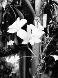 Close-up of flowers blooming outdoors