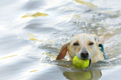 Portrait of dog playing with ball in water