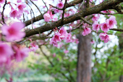 Close-up of pink cherry blossoms in spring