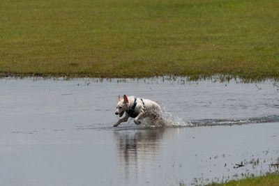 Dog running in a lake