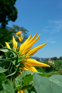 Close-up of yellow flowering plant against sky