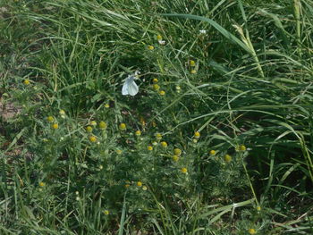 plant