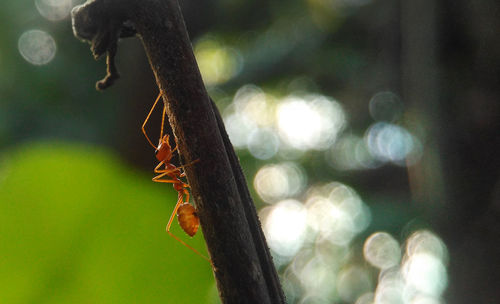 Close-up of insect on leaf