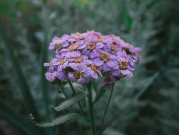 Close-up of purple flowering plant