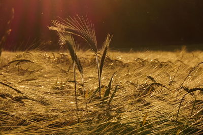 Close-up of wheat growing on field at night