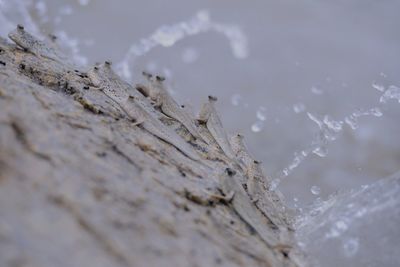 Close-up of lizard on wood