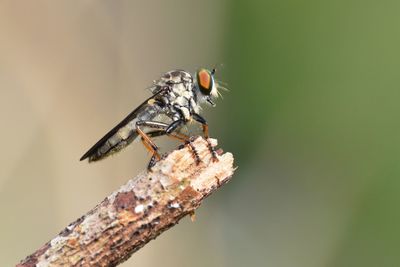 Close-up of insect perching on plant