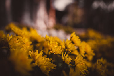 Close-up of yellow flowering plant on field