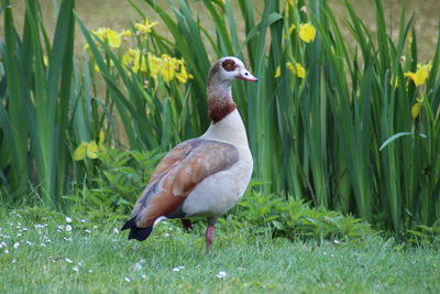 View of duck on field