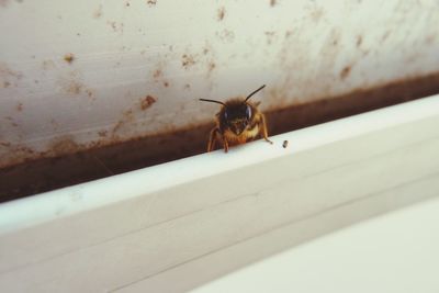 High angle view of insect on window