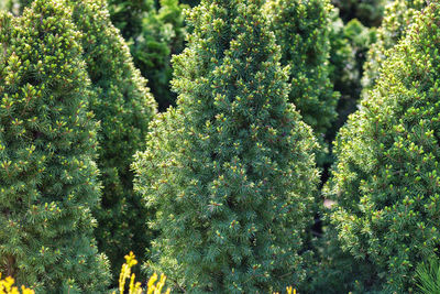 Young spruce on spruce tree in garden center