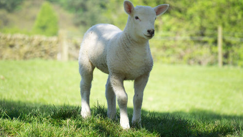 Portrait of an animal on field