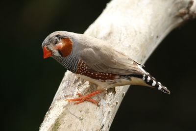 Close-up of bird perching outdoors