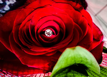 Close-up of red rose