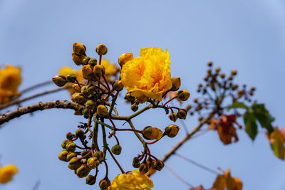 Low angle view of yellow flowering plant against clear sky