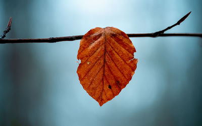 Close-up of dried autumn leaf