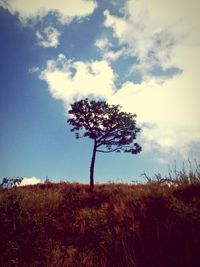 Tree on field against sky