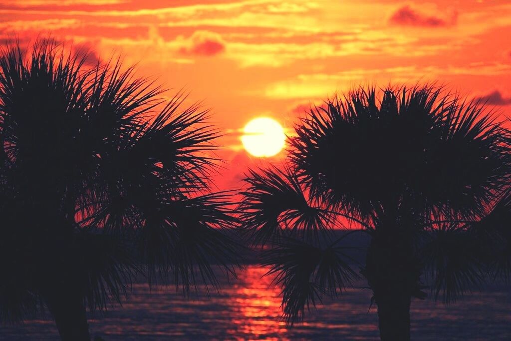 sunset, palm tree, silhouette, sky, orange color, beauty in nature, scenics, tranquility, tranquil scene, tree, nature, sun, idyllic, dramatic sky, low angle view, cloud - sky, growth, outdoors, no people, dusk