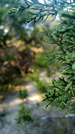 Plant growing on tree