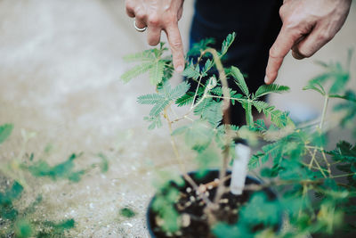Close-up of people pointing at potted plant